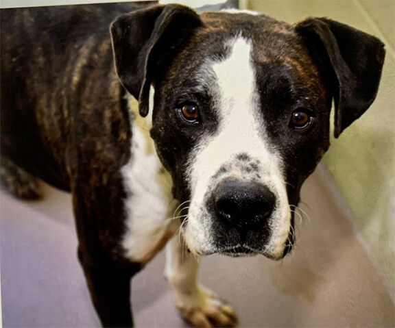 Pet of the Week